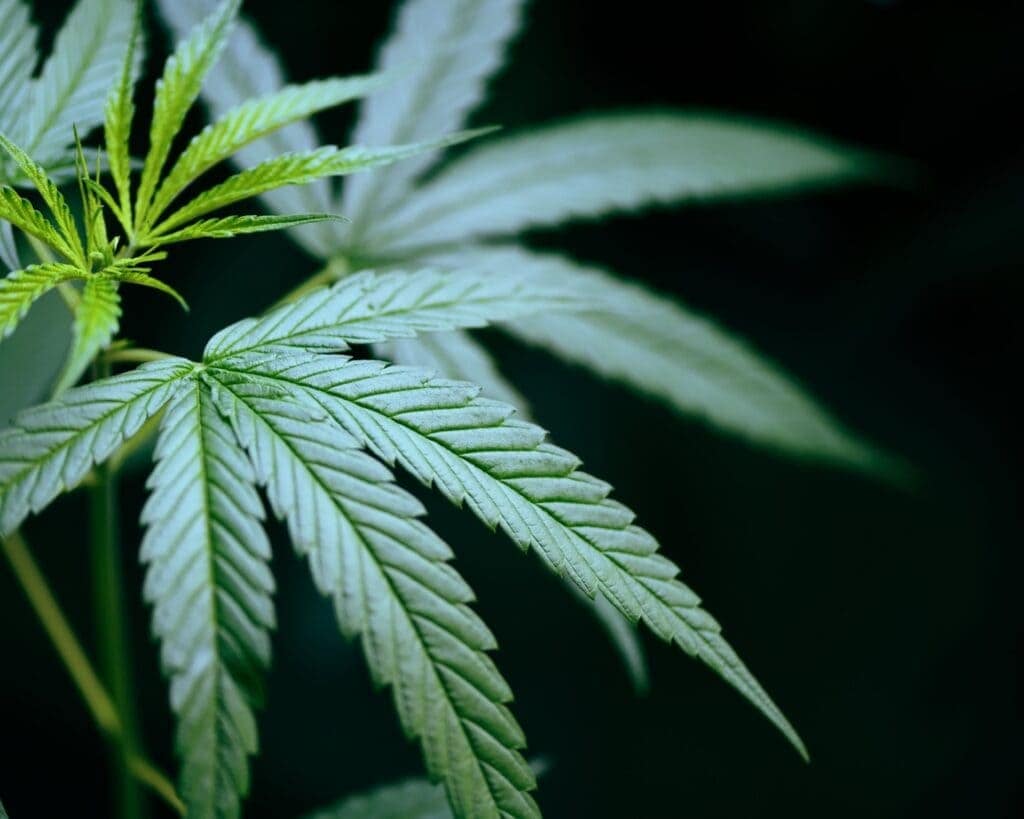 cannabis use disorder